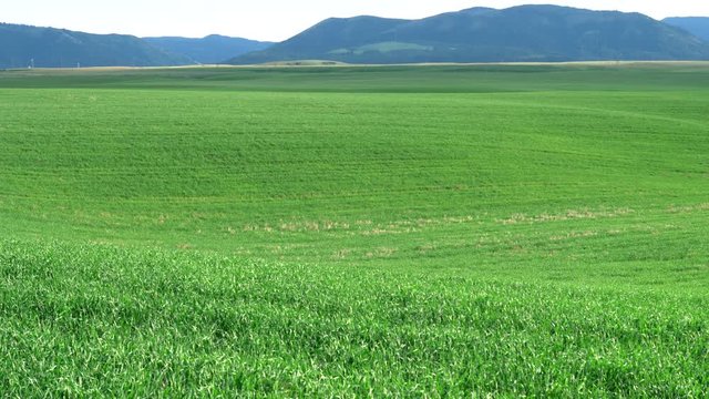 wide angle pan of a green wheat field at swan valley, idaho in the united states