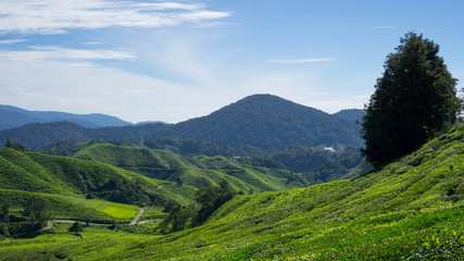 Obraz premium Liptons seat tea fields in Sri Lanka