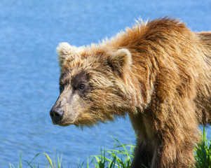 brown Kamchatka bear on the shore of the Kuril Lake