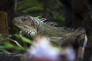 Lizard