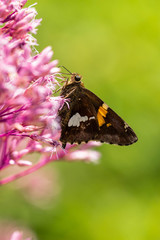 Skipper Butterfly