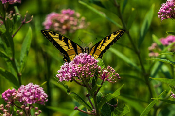 Eastern Tiger Swallowtail