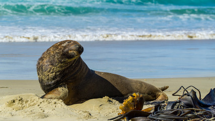 A huge sea lion at Cannibal Bay, New Zealand