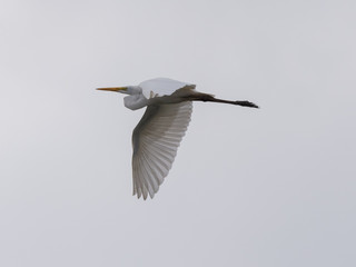 Pelican in flight