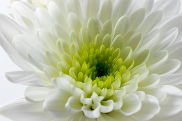 close up macro of white daisy with green center