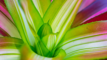 detail of colorful bromeliad tricolor. this plant can be used as focal point of a garden