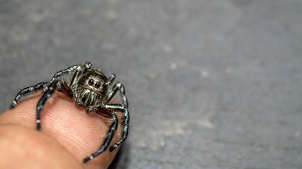jumping spider on the tip of a finger
