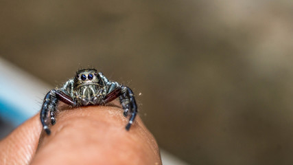 jumping spider on the tip of a finger