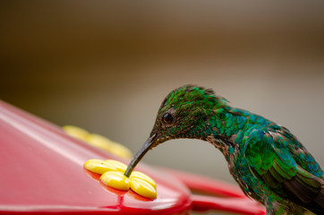 colibrí © fotoduende