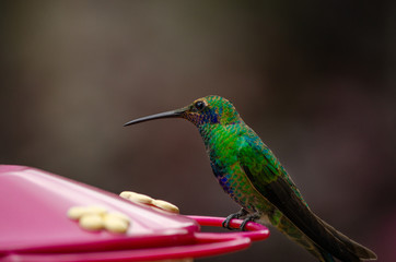 colibrí