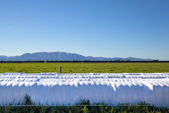 Stockfeed in the form of baleage is wrapped in white plastic and stored along a fence line in a farm field