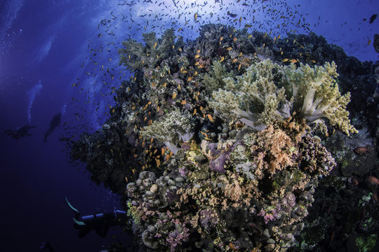 Red Sea