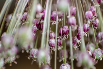 Obraz premium macro shoot from so many little pink flower buds