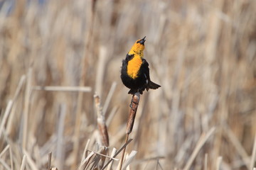 Yellow-headed blackbird singing