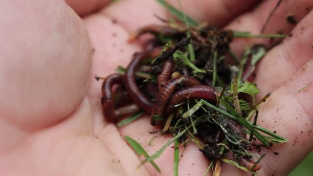 macro of worms wiggling in a mans hand, these are red worms that are used for composting