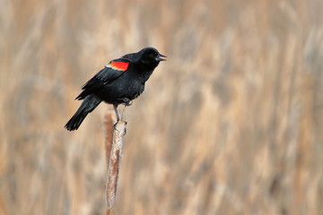 Red-wing blackbird singing