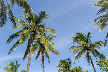 Obraz na płótnie Canvas Palm trees in Florida