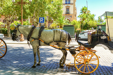 Horses with their bright carriages wait patiently for tourists outside the Cathedral in Seville, Spain