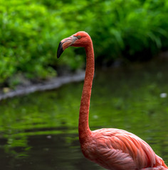  Bright Orange and Pink Plumage on a Flamingo in a Lake