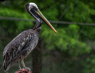 Earth Toned Plumage on a Brown Pelican Perched on a Rock in a Pond