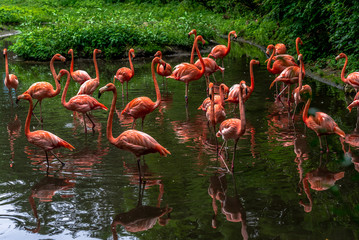 Bright Orange and Pink Plumage on a Flock of Flamingos in a Lake