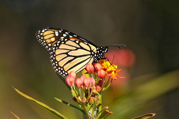 Monarch