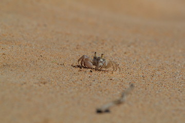 Crab on sand