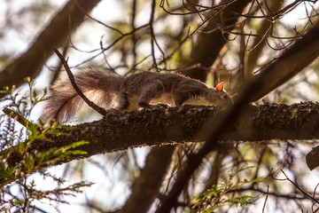 Obraz premium Squirrel