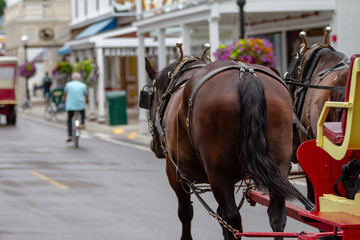 Town Horse