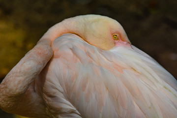 Fototapeta premium Close up view of The Greater Flamingo (Phoenicopterus roseus).The most widespread and largest species of the flamingo family at Kuala Lumpur Birdpark, Malaysia