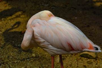Fototapeta na wymiar Close up view of The Greater Flamingo (Phoenicopterus roseus).The most widespread and largest species of the flamingo family at Kuala Lumpur Birdpark, Malaysia