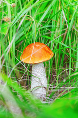 Orange-cap boletus in forest among grass. Beautiful small mushroom with bright cap in nature. Selective focus