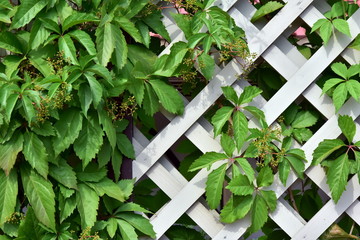 Rustic wooden fence overgrown with plants. Rural design background