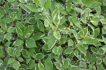Fototapeta na wymiar background of pale green leaves with white stripes