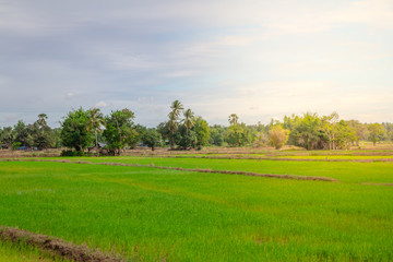 Fototapeta na wymiar Green rice fields on a bright sky