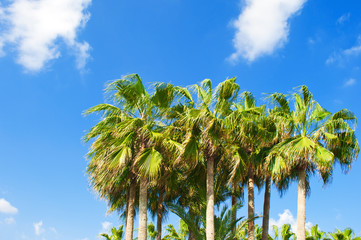 Fototapeta premium Several high green palm trees tops against the background of blue sky