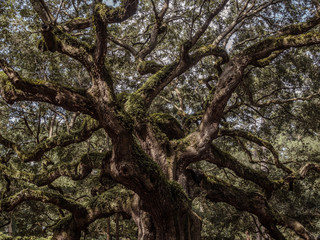 Large Oak Tree