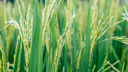 mature paddy in the rice field