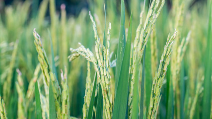 mature paddy in the rice field