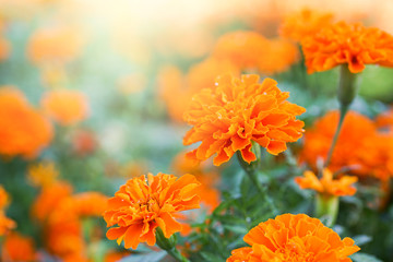 blooming vivid marigold flower in garden, shallow dept of field
