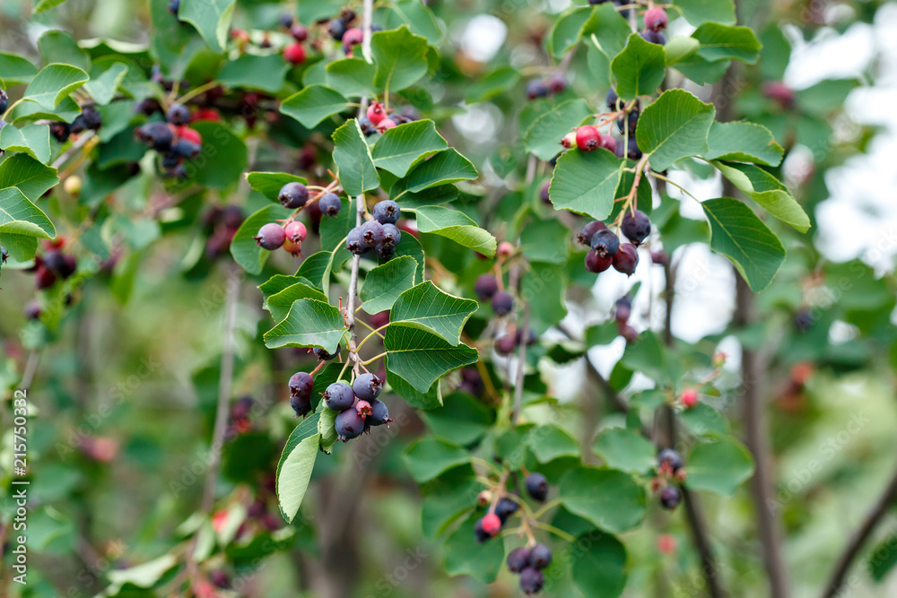 Wall mural Ripening shadberry on bush. Amelanchier alnifolia, the saskatoon