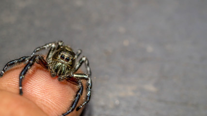 jumping spider on the tip of a finger