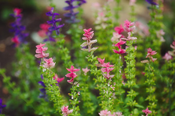 Purple and pink flowers in summer garden