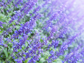 Blue Salvia flowers field in the park.
