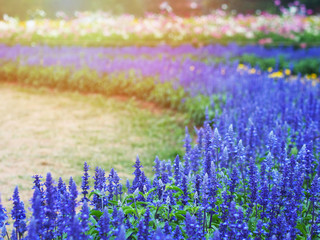 Flower bed of blue Salvia flowers