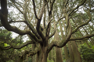 高森殿の杉の木(雄杉)