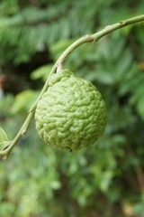 Citrus hystrix fruit in nature garden