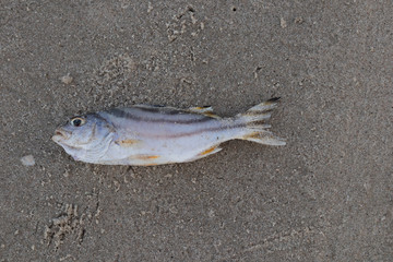 Dead fish lie on the beach