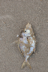 Dead fish lie on the beach