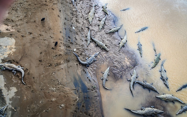 Alligators of Costa Rica
